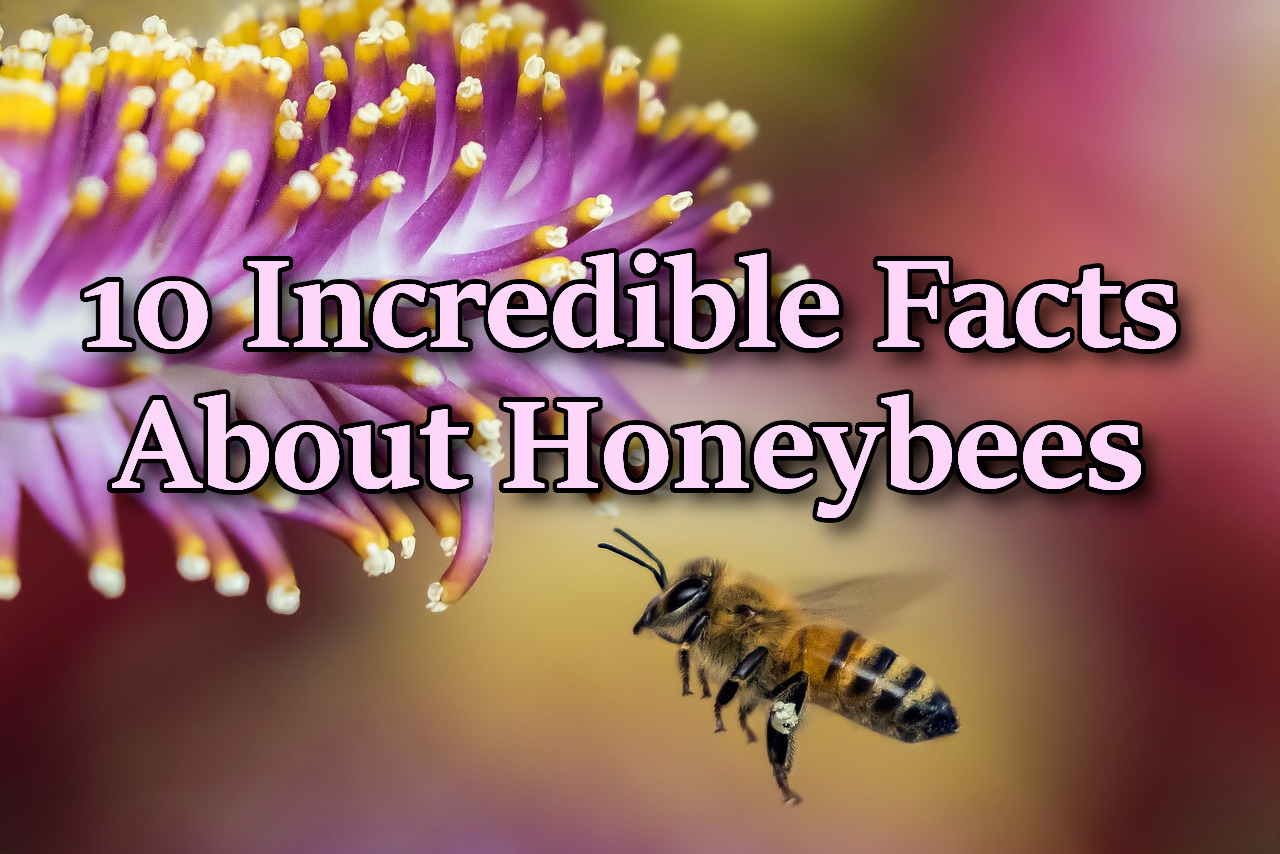 10 Incredible Quick Facts About Honeybees - Thistle Downs Farm