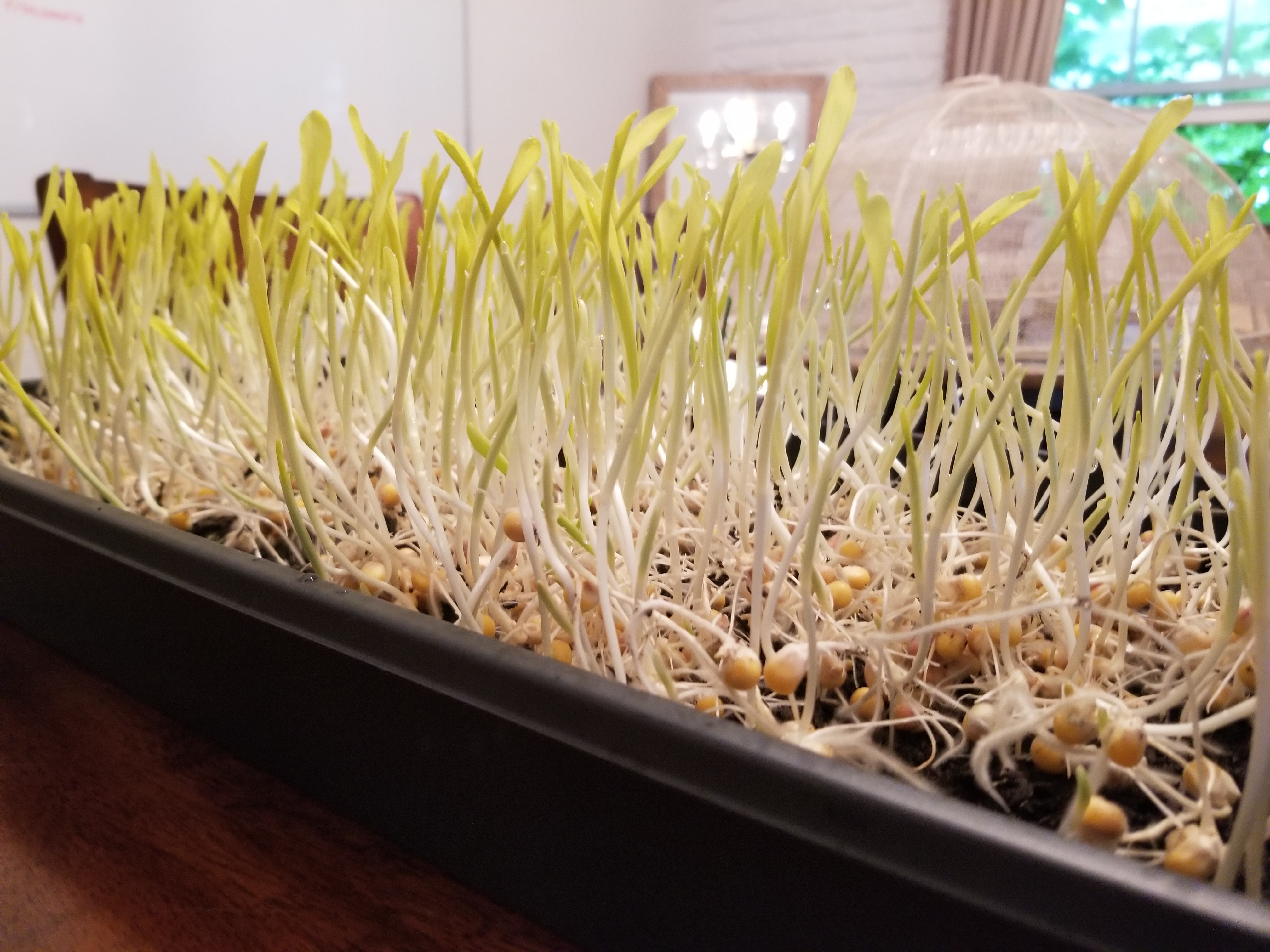 The Secret To Growing Sweet Corn Microgreens - Thistle Downs Farm