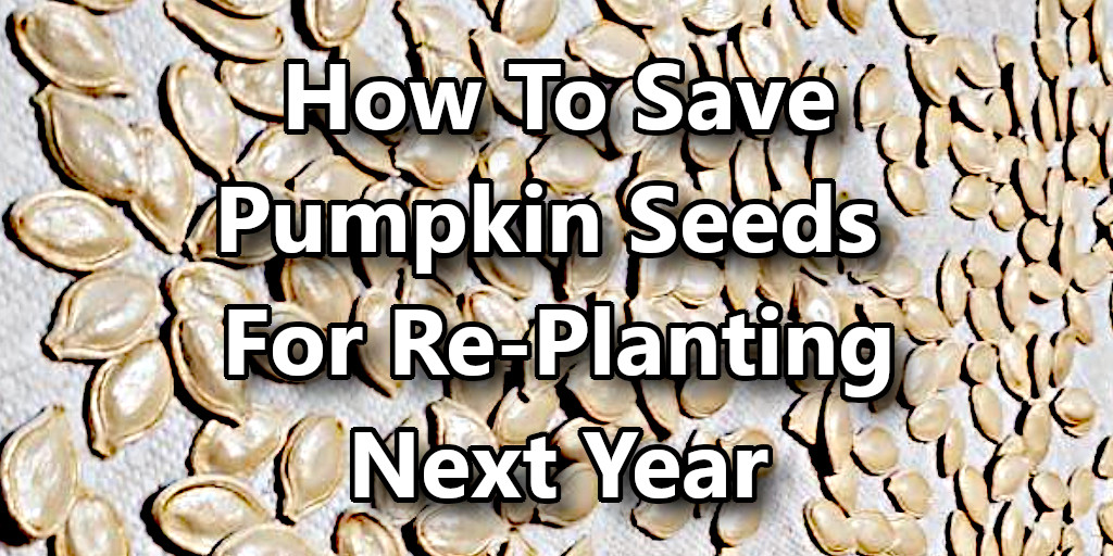 How To Save Pumpkin Seeds For Re Planting Next Year Thistle Downs Farm