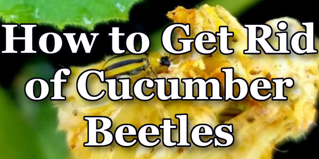 How To Get Rid Of Cucumber Beetles Thistle Downs Farm 6096